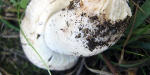 Obični šampinjoni (livada, pečerica): fotografija i opis kako kuhati